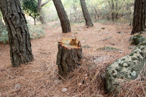 Professional Tree Care in Wyoming, PA