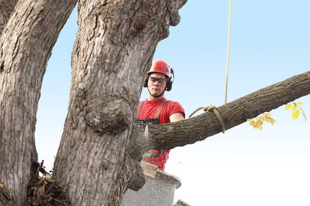 How Our Tree Care Process Works  in  Wyoming, PA